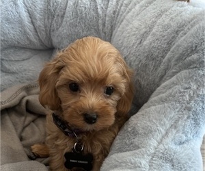 Cavapoo Puppy for sale in CROWLEY, TX, USA
