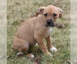 Small #2 Bullboxer Pit
