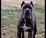 Small Photo #1 Cane Corso Puppy For Sale in ELGIN, OK, USA