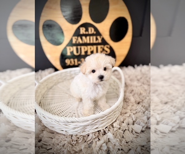 Medium Photo #3 Maltipoo (Toy) Puppy For Sale in CROSSVILLE, TN, USA