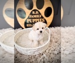 Small #2 Maltipoo (Toy)