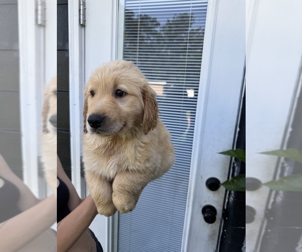 Medium Photo #5 Golden Retriever Puppy For Sale in CHAMPIONS GATE, FL, USA