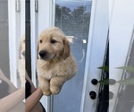Puppy Lucy Golden Retriever