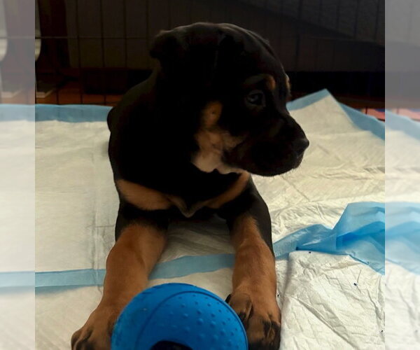 Medium Photo #6 Rottweiler-Unknown Mix Puppy For Sale in San Juan Capistrano, CA, USA