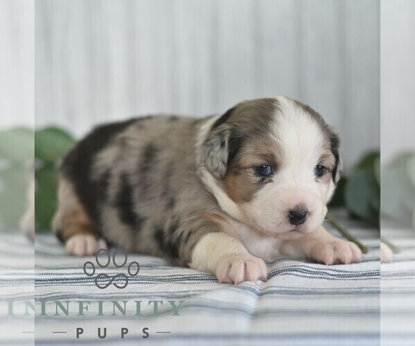 Medium Photo #5 Miniature Australian Shepherd Puppy For Sale in REBERSBURG, PA, USA