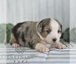 Small #4 Miniature Australian Shepherd