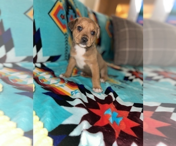 Medium Photo #3 Rottweiler-American Pit Bull Terrier Puppy For Sale in DETROIT, MI, USA