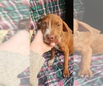 Small Dachshund-Vizsla Mix