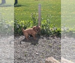 Small #1 Cavalier King Charles Spaniel