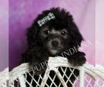 Small #3 Poodle (Toy)
