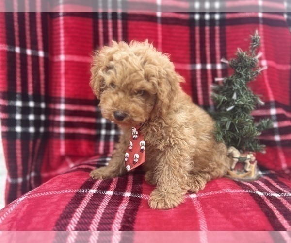 Medium Photo #8 Cock-A-Poo Puppy For Sale in LAKELAND, FL, USA
