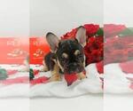 Small Photo #18 French Bulldog Puppy For Sale in MANHATTAN, NY, USA