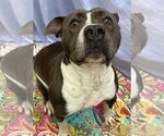 Small #11 American Bulldog