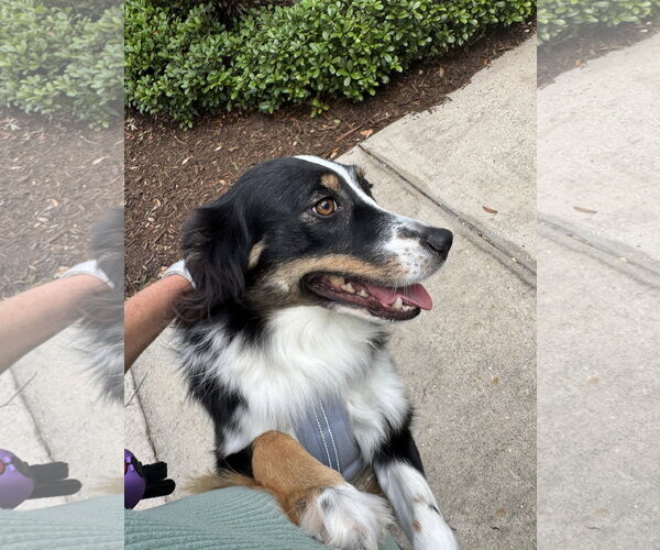 Medium Photo #2 Australian Shepherd Puppy For Sale in Valrico, FL, USA