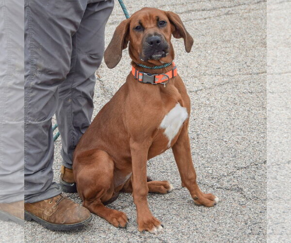 Medium Photo #2 Boxer-Redbone Coonhound Mix Puppy For Sale in Huntley, IL, USA