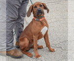 Small #1 Boxer-Redbone Coonhound Mix
