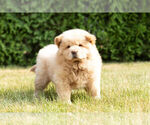 Small #20 Chow Chow