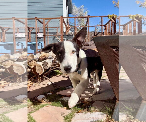 Medium Photo #4 Border Collie-Unknown Mix Puppy For Sale in Denver , CO, USA