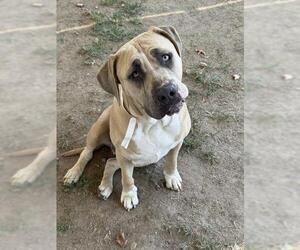 Mastiff-Unknown Mix Dogs for adoption in Riverside, CA, USA