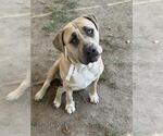 Small Mastiff Mix