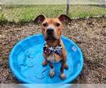 Small #10 American Pit Bull Terrier Mix
