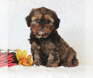 Cavapoo Puppy for sale in NARVON, PA, USA