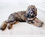Small #3 Bernedoodle