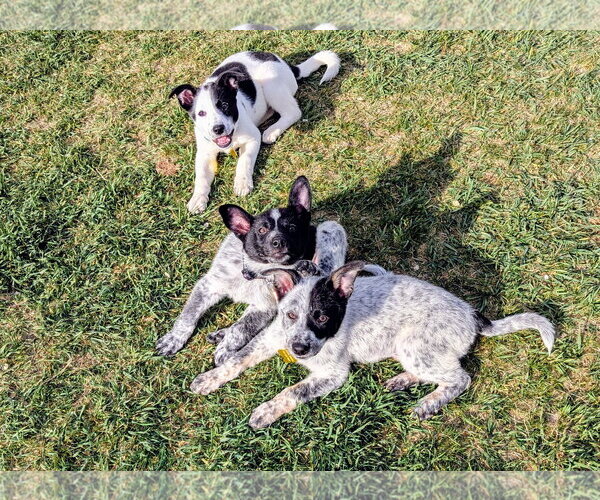 Medium Photo #9 Collie-Unknown Mix Puppy For Sale in Sandy, UT, USA
