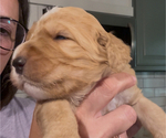 Small Photo #16 Bernedoodle Puppy For Sale in MOULTON, AL, USA