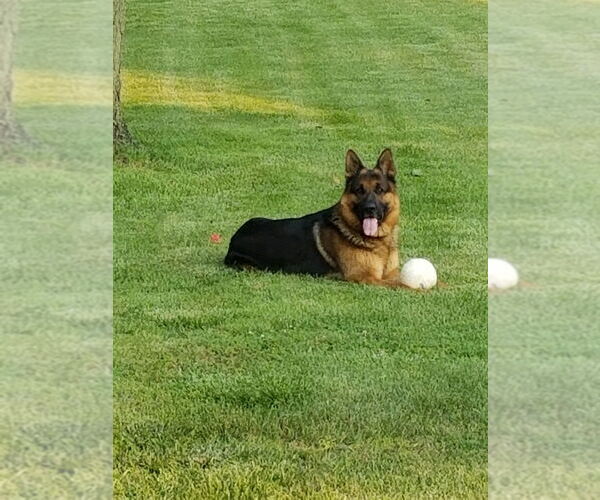 Medium Photo #1 German Shepherd Dog Puppy For Sale in HANSON, KY, USA