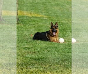Father of the German Shepherd Dog puppies born on 05/08/2026