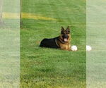 Small Photo #1 German Shepherd Dog Puppy For Sale in HANSON, KY, USA