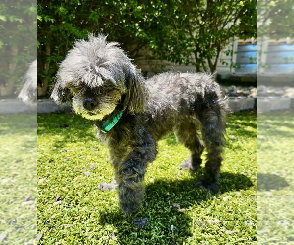 Medium Photo #4 Poodle (Toy) Puppy For Sale in Mooresville, NC, USA