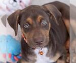 Small #9 Mutt