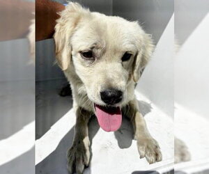 Golden Retriever Dogs for adoption in Houston, TX, USA