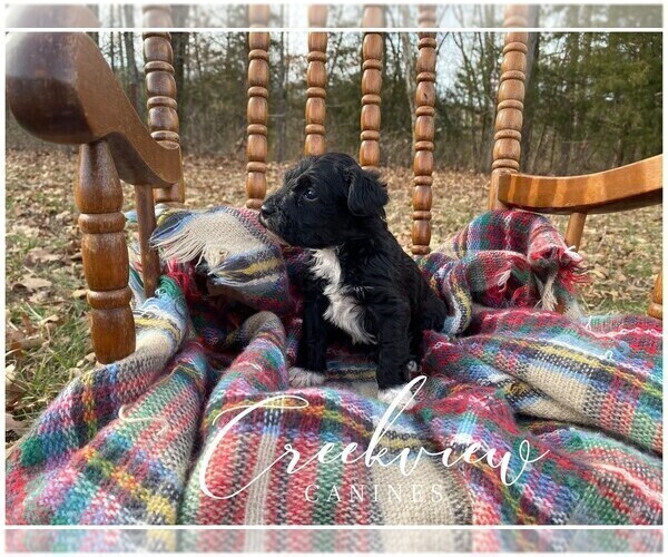 Medium Photo #10 Schnoodle (Miniature) Puppy For Sale in NIANGUA, MO, USA