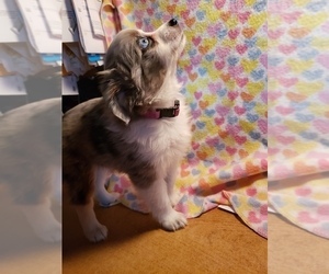 Miniature Australian Shepherd Puppy for sale in BALDWINSVILLE, NY, USA