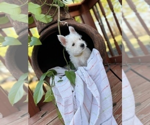 West Highland White Terrier Puppy for sale in BLANCHARD, OK, USA