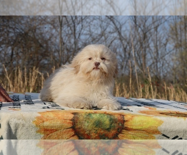 Medium Photo #27 ShihPoo Puppy For Sale in DYERSBURG, TN, USA