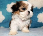 Small #1 Shih Tzu