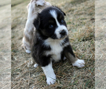 Small Photo #18 Australian Shepherd Puppy For Sale in LASCASSAS, TN, USA