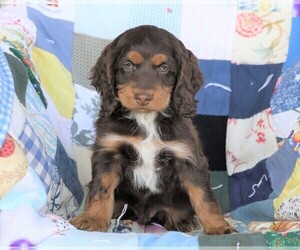 Cock-A-Poo Puppy for sale in FREDERICKSBG, OH, USA