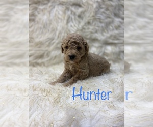Goldendoodle Puppy for sale in FREDERICKTOWN, MO, USA