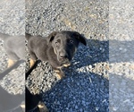 Small Photo #3 German Shepherd Dog Puppy For Sale in ALEXANDRIA, VA, USA