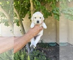 Small #2 English Cream Golden Retriever