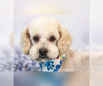 Small Photo #2 Goldendoodle-Poodle (Toy) Mix Puppy For Sale in NAPPANEE, IN, USA