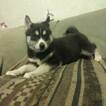 Small Photo #5 Siberian Husky Puppy For Sale in WORTHINGTON, PA, USA