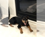 Small Photo #9 Rottweiler Puppy For Sale in CONROE, TX, USA