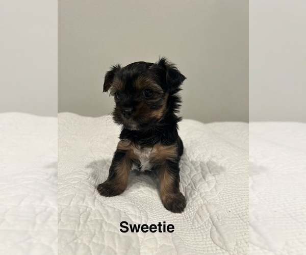 Medium Photo #10 YorkiePoo Puppy For Sale in COVINA, CA, USA