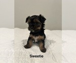 Small #1 YorkiePoo